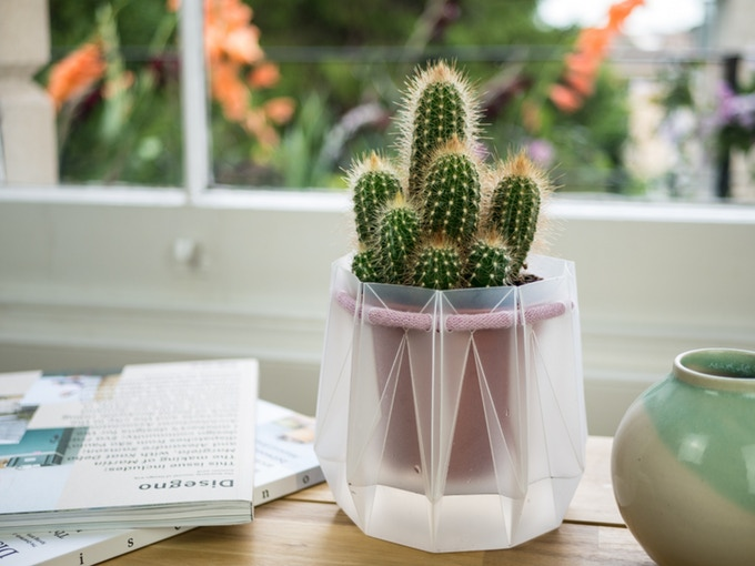 Cactus in potr pot