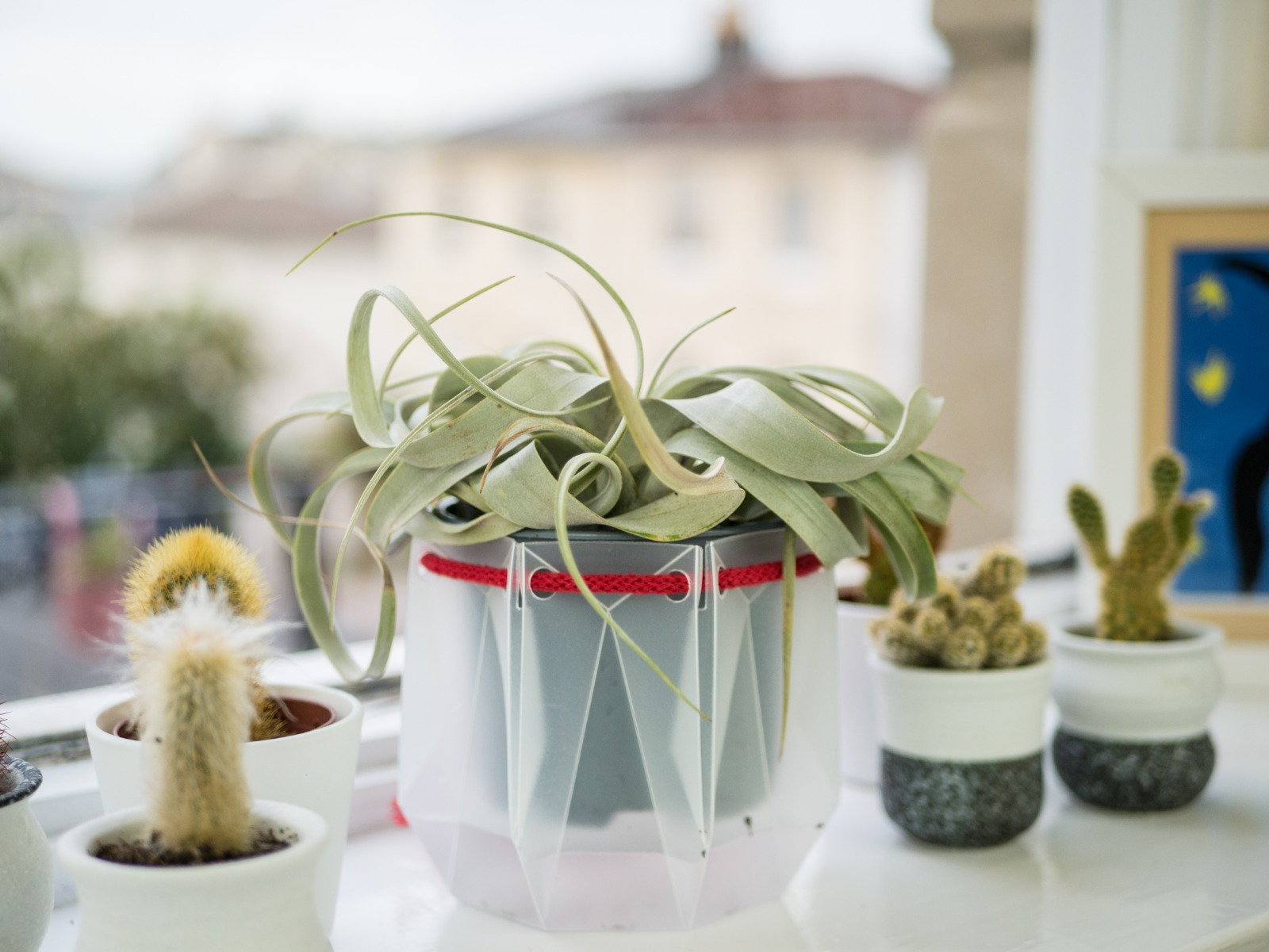 Plant in potr pot